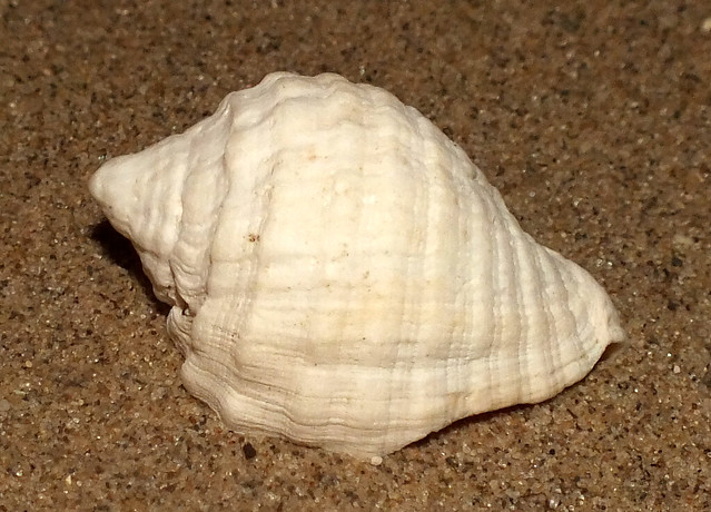 Cart-rut rock snail (Dicathais orbita) subadult
