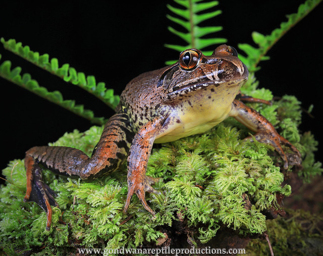 The Giant Barred Frog