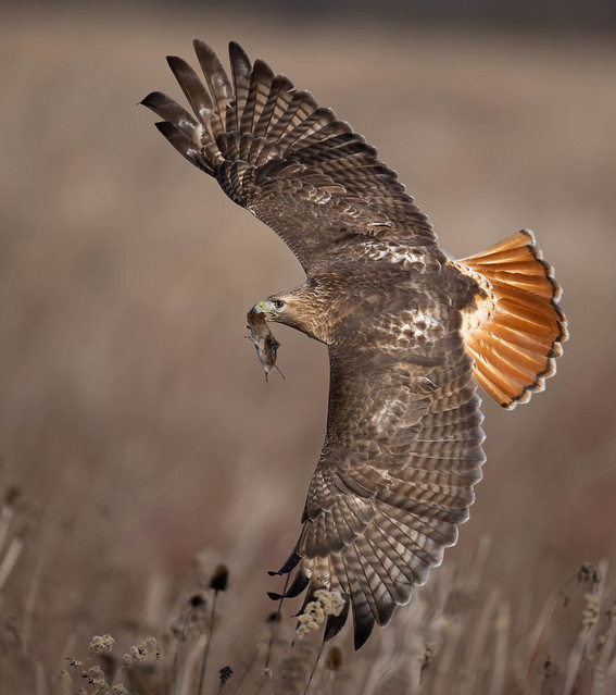Red-tailed Hawk with meadow vole