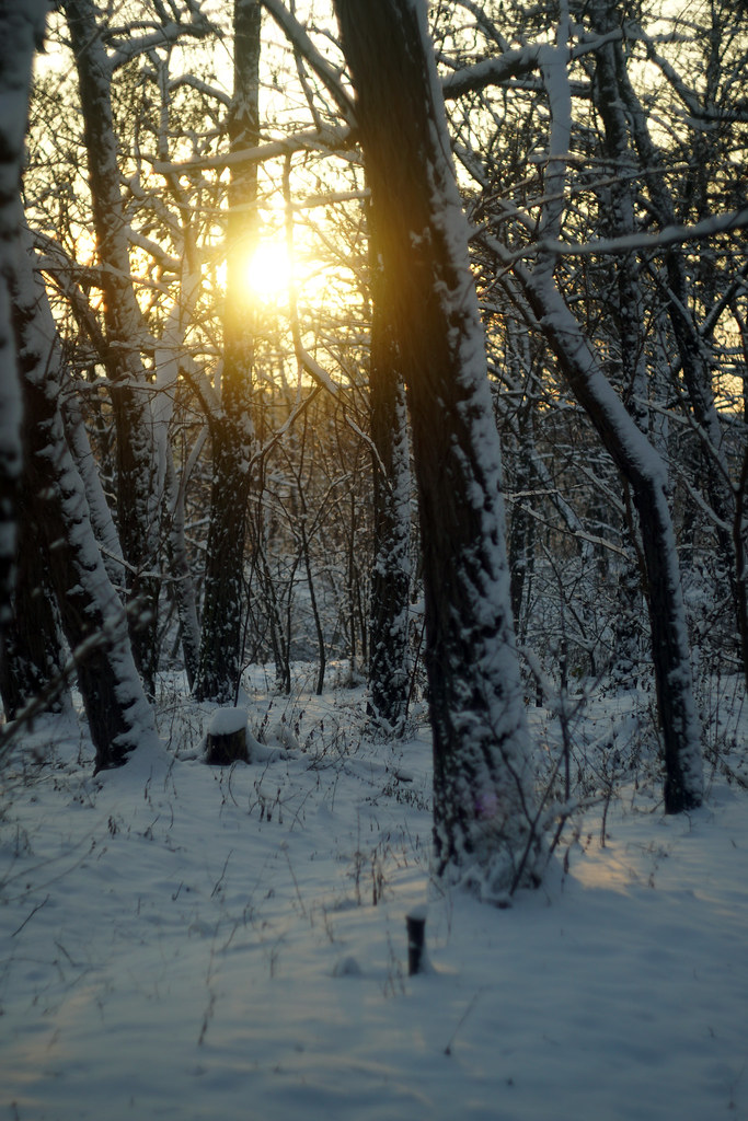 Закат в зимнем лесу / Sunset in winter forest