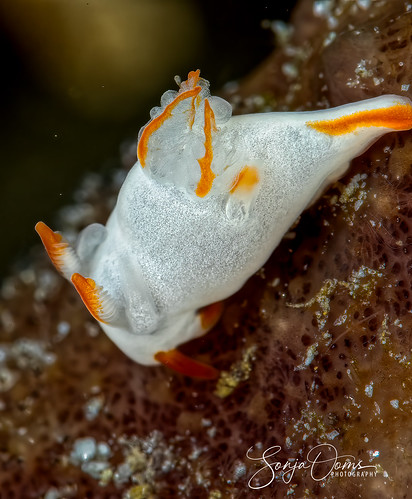 animal macro marinelife nature nudibranchs philippines reef seaslug sonja sonjaooms underwater vitta vittaseaslug white zeeslak ocean goniodorididae earthnaturelove thebandof5