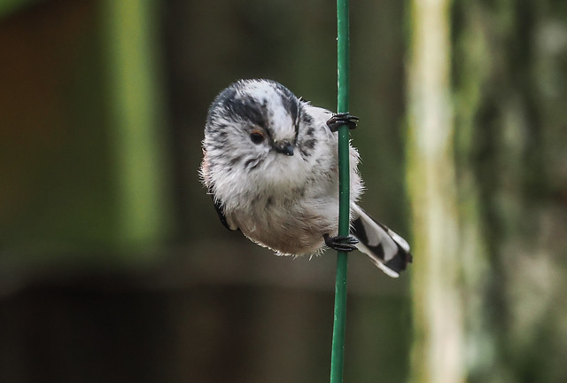 Long - Tailed Tit.