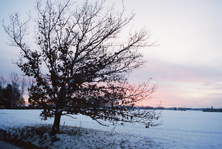 Winter Sunset (Cinestill 800T)