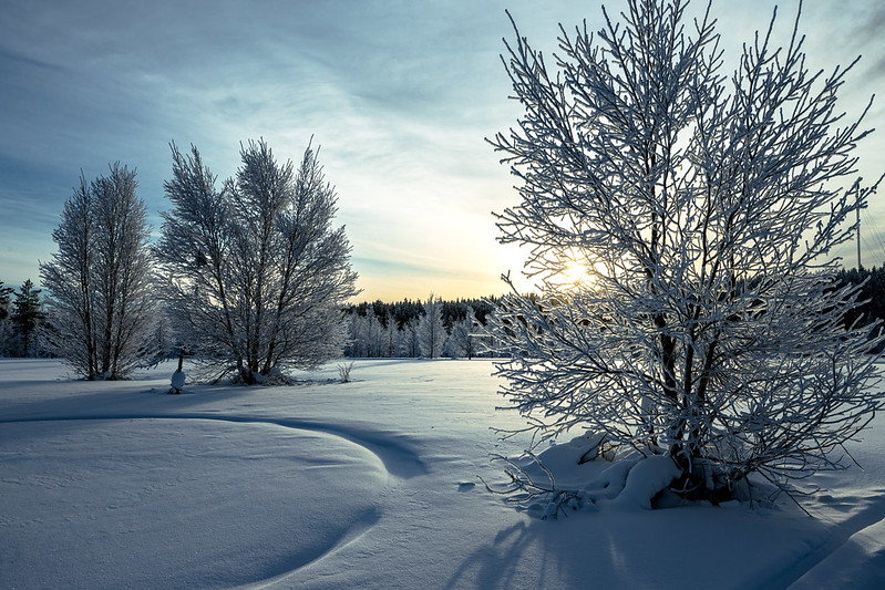 Finnish Snow Trees