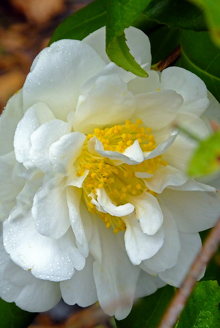 White Camellia 2