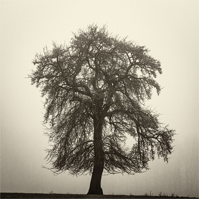 The tree in the mist