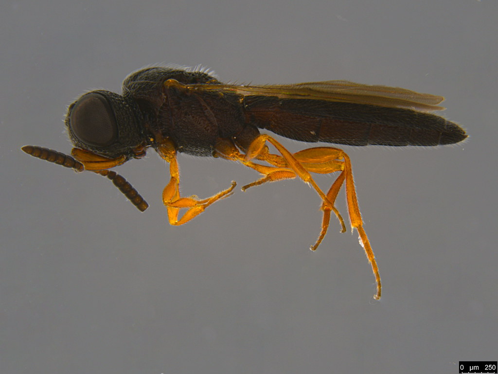 16a - Scelionidae sp.