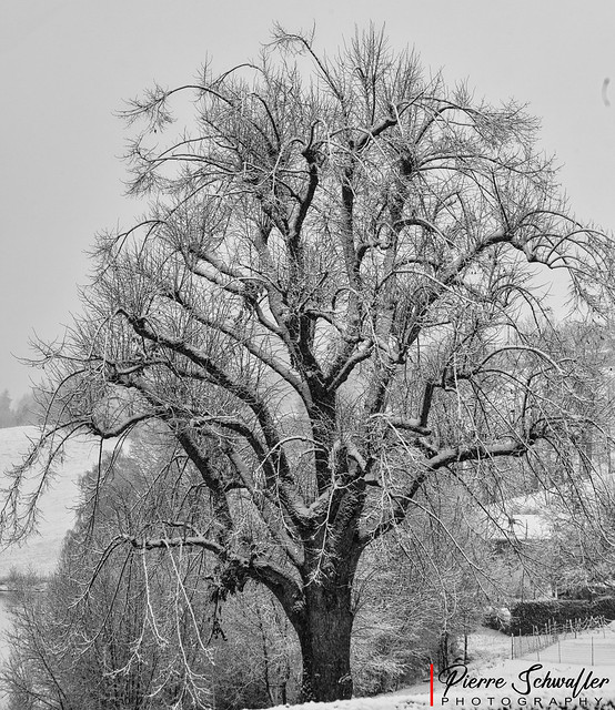 Nature hivernale en Gruyère