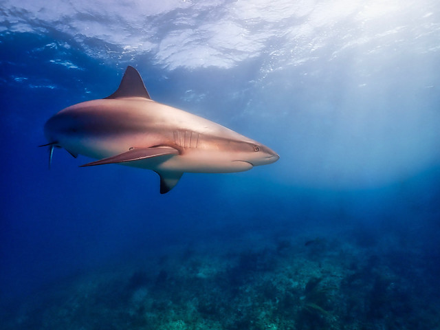 Shark encounter, Bimini, The Bahamas