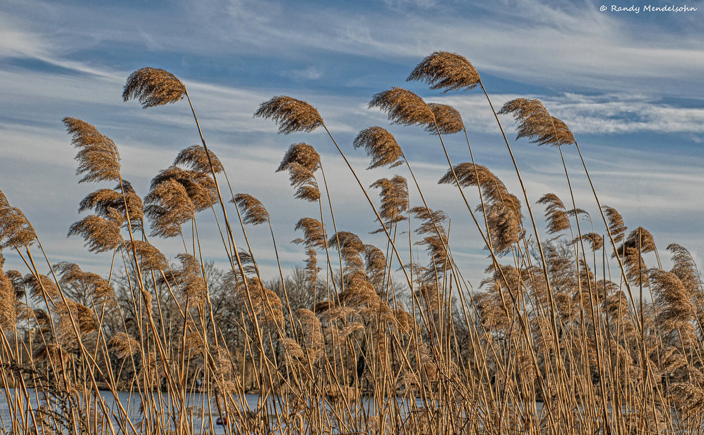 Wind Through Reeds Reeds Blowing in the Wind | Reeds in Prospect Park located i⦠| Flickr