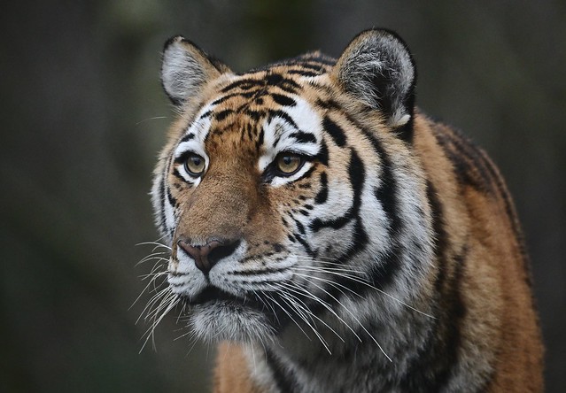 Sibirischer Tiger; 