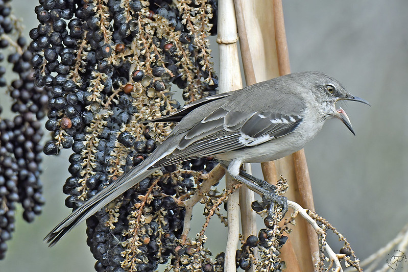 Northern Mockingbird with Palm Fan Berries