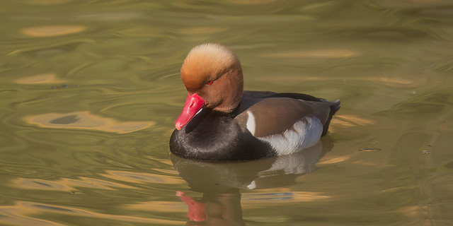 Moody - Red-Crested Pochard