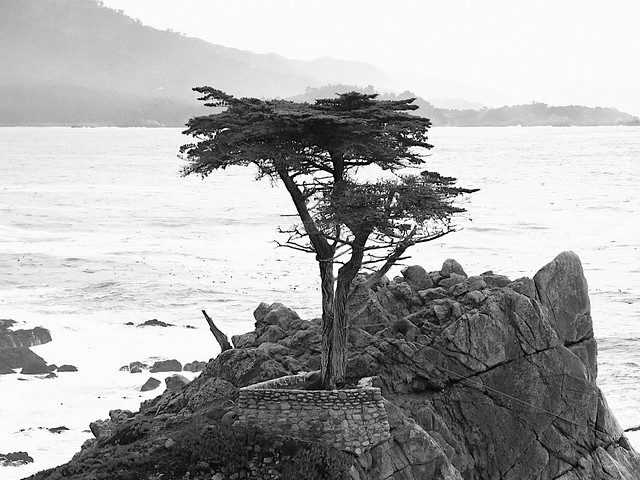 Lone Cypress