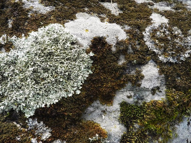 Ett helt landskap av mossor och lavar på en sten - A whole landscape of mosses and lichens on a rock - Explored