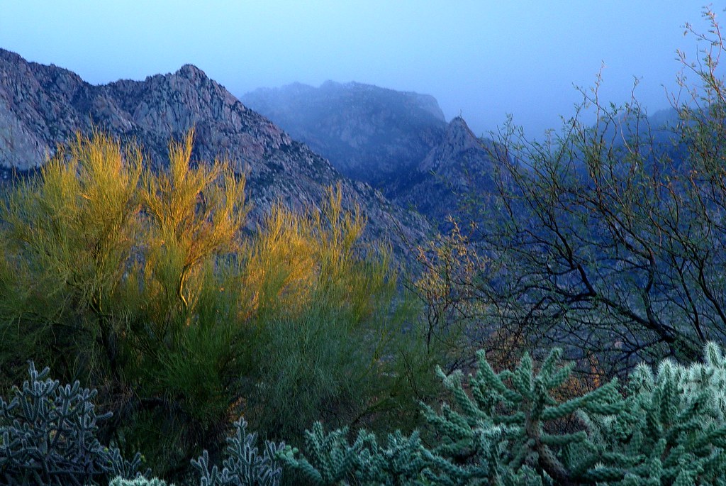 Evening-coming-on scene in Sonoran desert