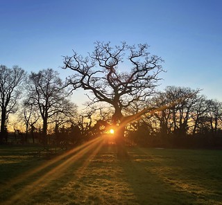 Sunset and oak