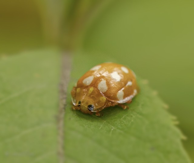 Orange Ladybird with neck shield  .… Life is a series of  thousands of tiny miracles……Notice  them !