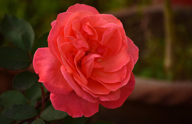 Happy rose day~(IN EXPLORE) #73