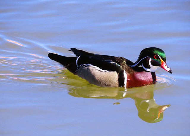 Wood Duck X Two