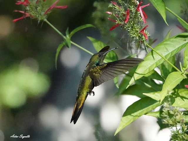 Dominikaner-Mangokolibri besucht Blüten