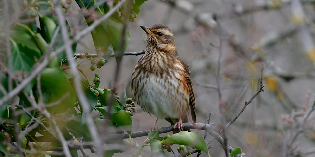 a Redwing - une Grive Mauvis