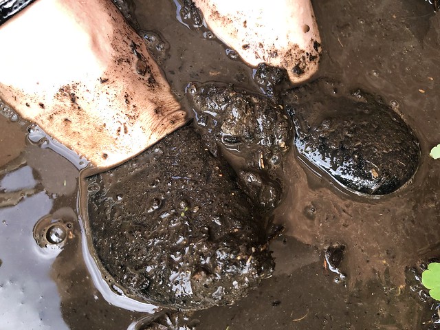 Mary Janes in the mud