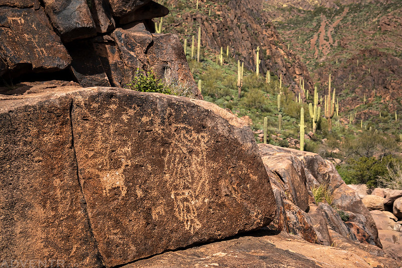 Petroglyphs & Saguaro
