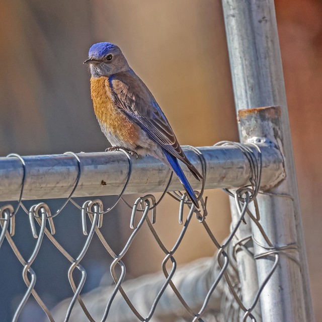 Bluebird - Eastern on Fence