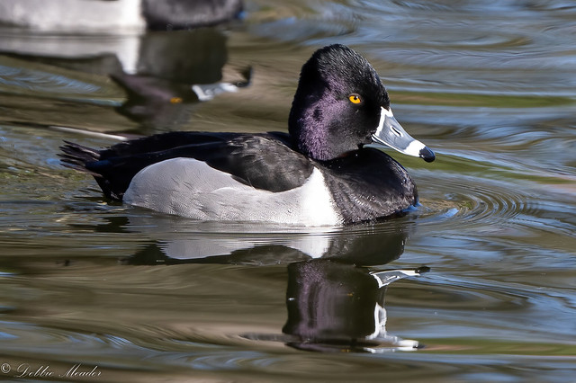 Male Ring-necked Duck!!