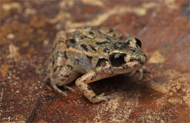 Forest Chirping Frog (Adenomera hylaedactyla)