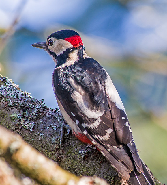 Great Spotted Woodpecker - Male