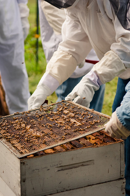 Beekeeping with Virginia Webb