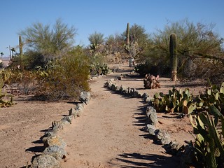Cactus path SR603563 (2)