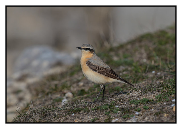 Northern Wheatear  Female - (Oenanthe oenanthe) 2 clicks for large