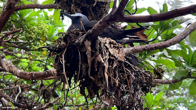 Anous minutus - Black (White Capped) Noddy's Nest of Heliotropium arboretum leaves - October Bush, Tree Heliotrope, - Kgari (Fraser) Coast, Queensland