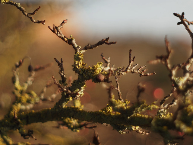lichen and hawthorn