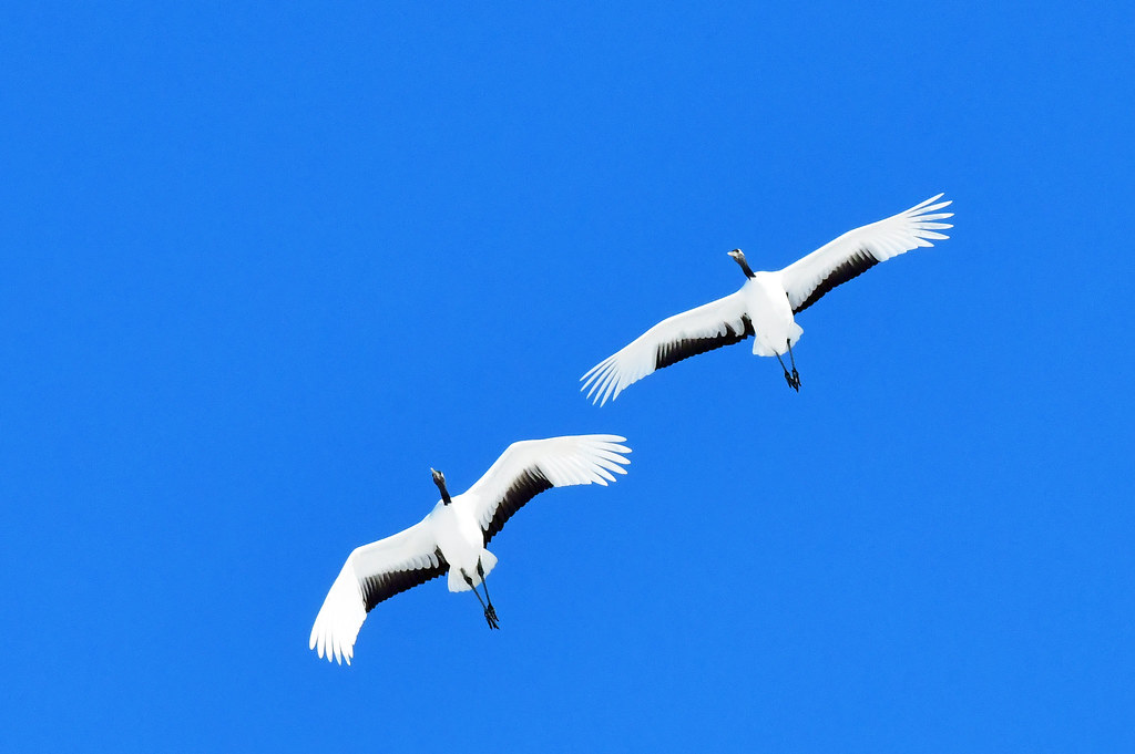 A couple of red-crowned cranes in flight: going up:   Explored on June 28, 2023 (Special subject: Bird).