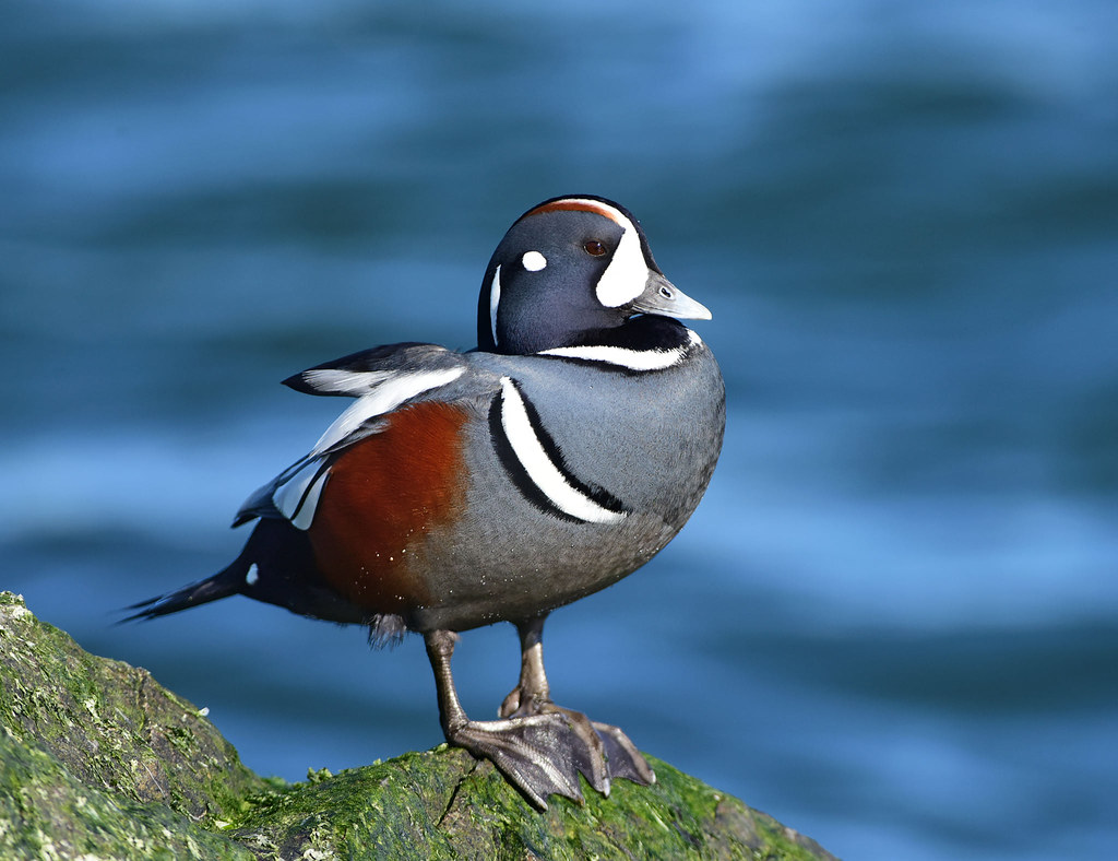 Species of Black and White Ducks:  The Harlequin Duck Species