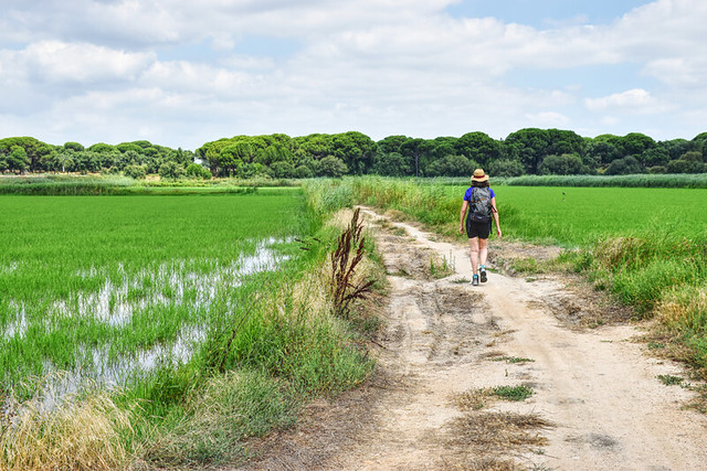 Six of the best of Alcácer do Sal, walking in the paddy fields