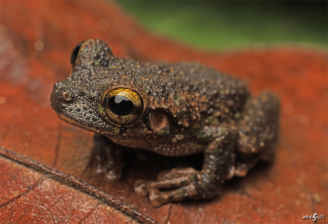 Buckley's Spiny-backed Frog (Osteocephalus buckleyi)