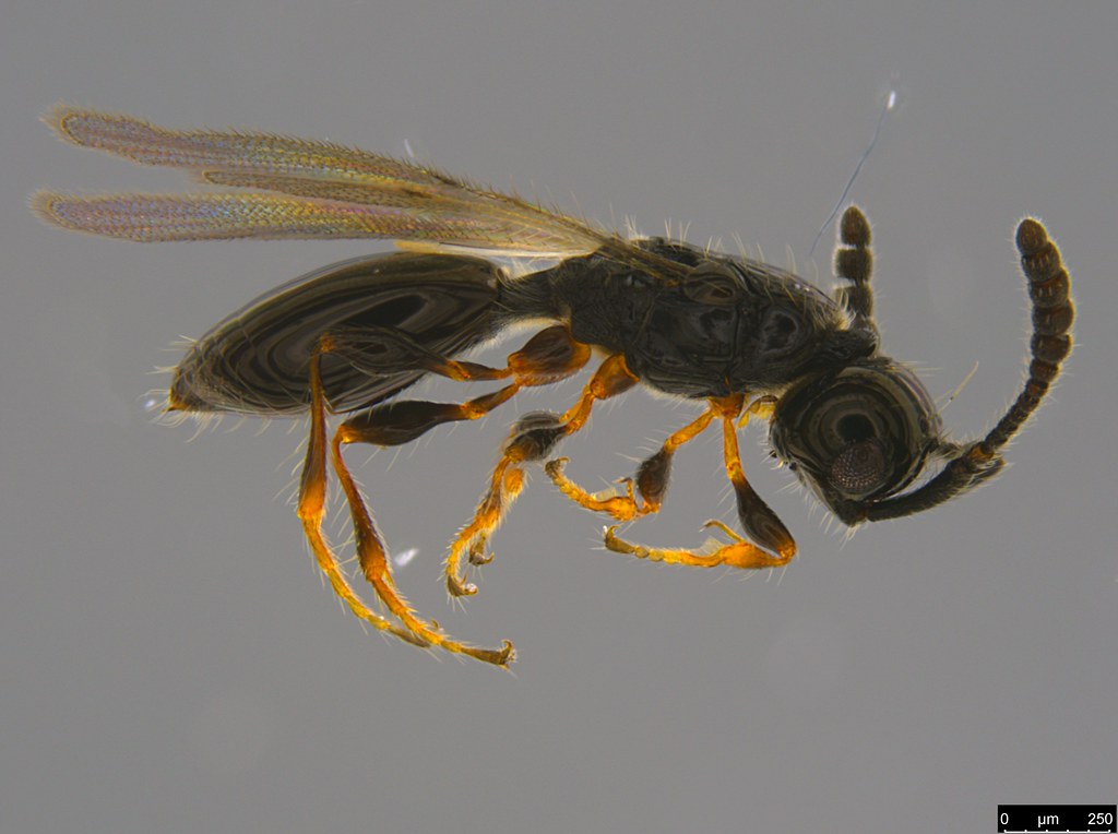 19a - Diapriinae sp.