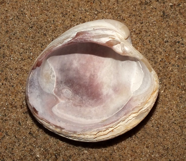 New Zealand little neck clam (Austrovenus stutchburyi) under side
