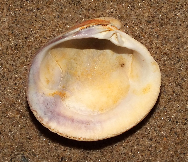 New Zealand little neck clam (Austrovenus stutchburyi) subadult under side