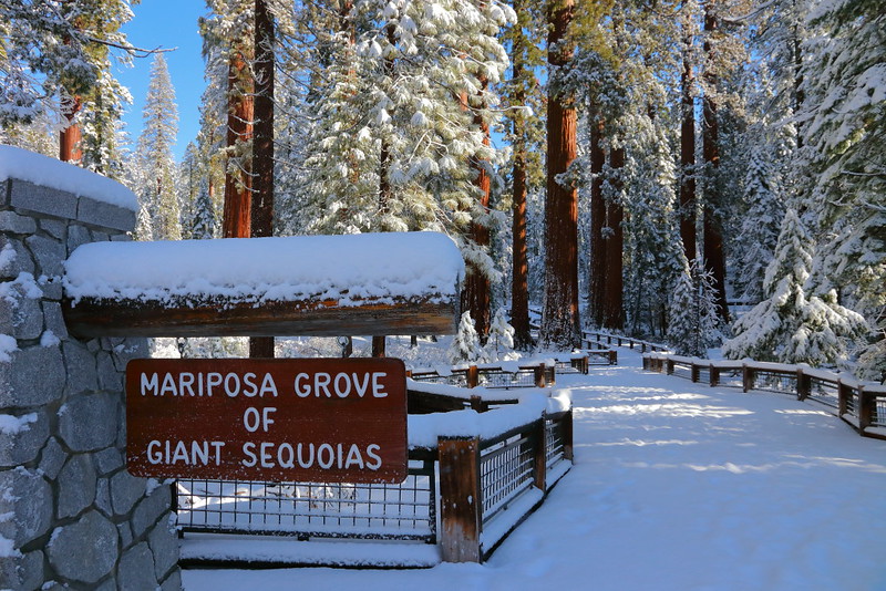 IMG_8063 Mariposa Grove of Giant Sequoias in Winter