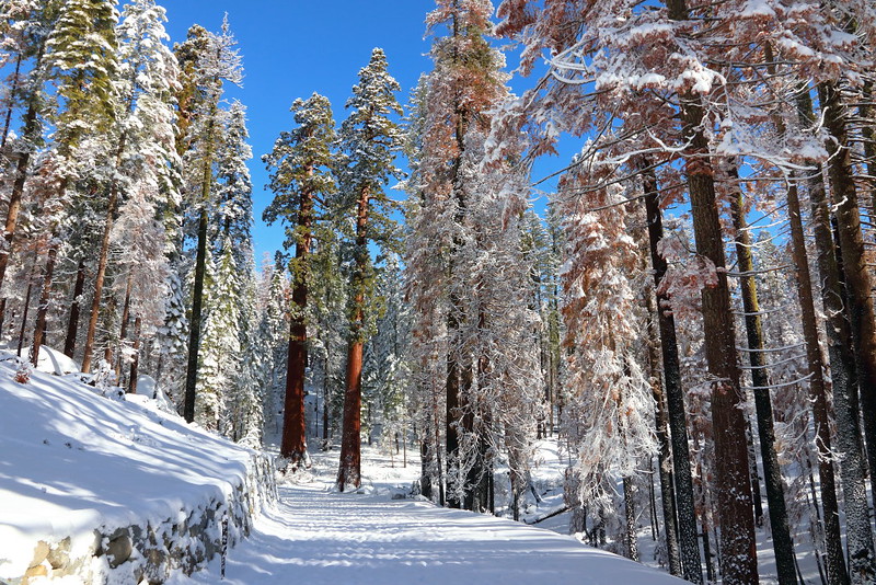 IMG_8016 Mariposa Grove Road in Winter, Yosemite National Park