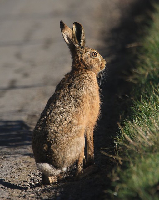 Brown Hare - Looking Alert!