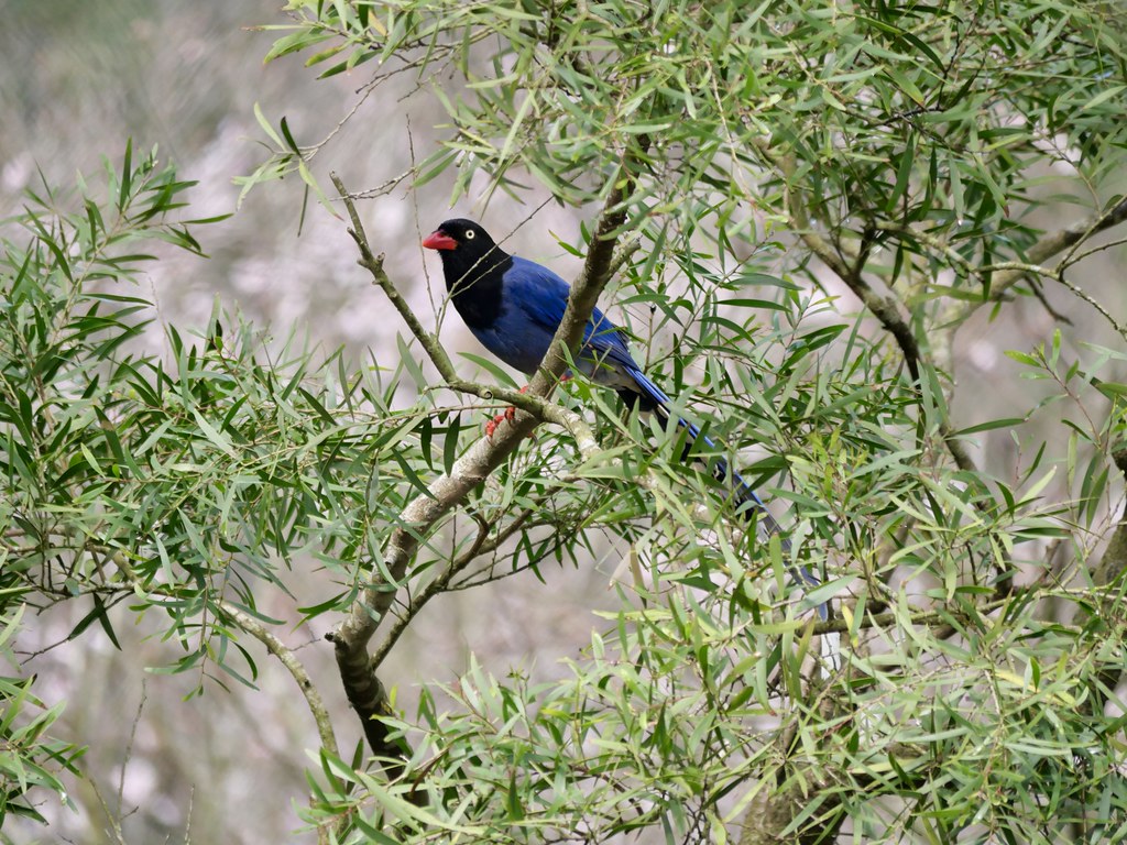 台灣藍鵲 陽明山國家公園