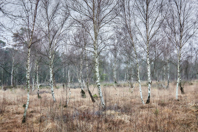 Birch trees in the moorland