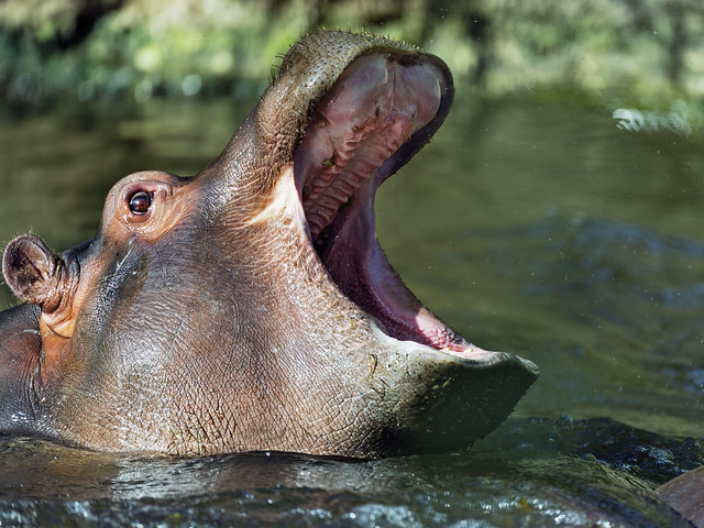 Young hippo with wide open mouth